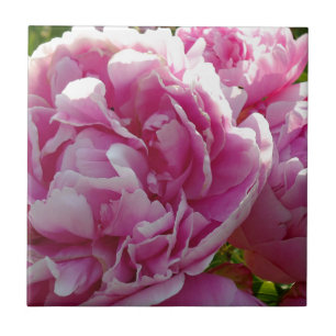 Carreau Pink Peony photo cottage ferme jardin fleuri