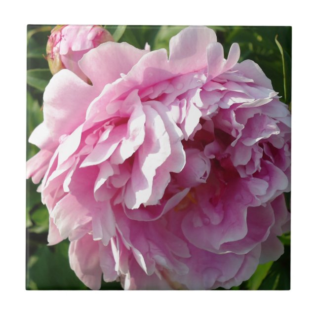 Carreau Pink Peony photo cottage ferme jardin fleuri (Devant)