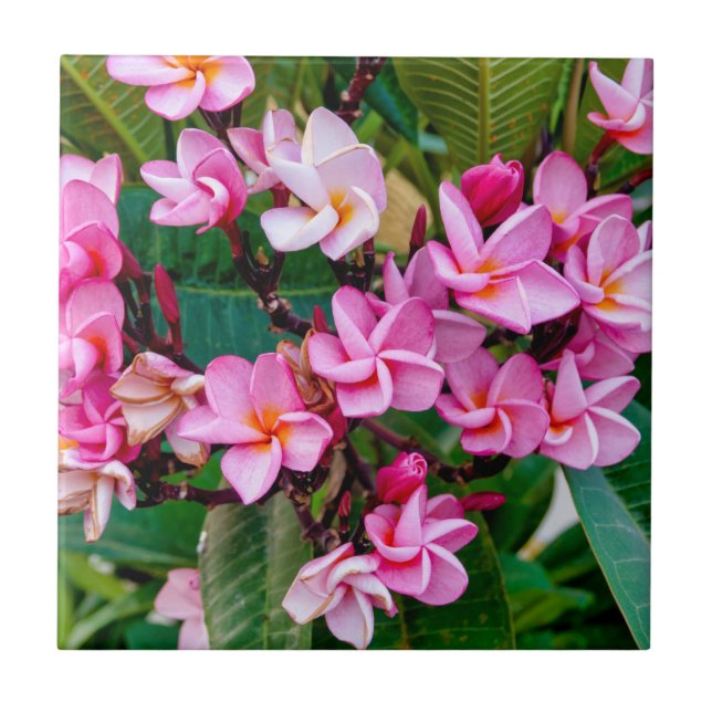 Carreau Pink Plumeria (Devant)