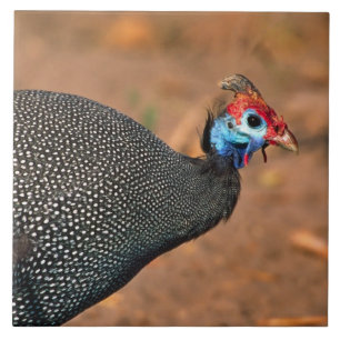 Carreau Pintade à casque (Numida meleagris). Afrique,