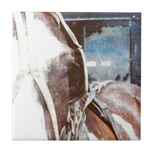 Carreau Pinto Amish Buggy Horse