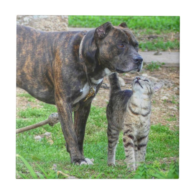 Carreau Pit Bull et Cat (Devant)