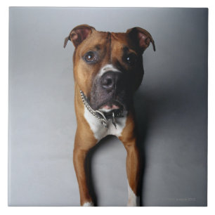 Carreau Pitbull Terrier se couchant
