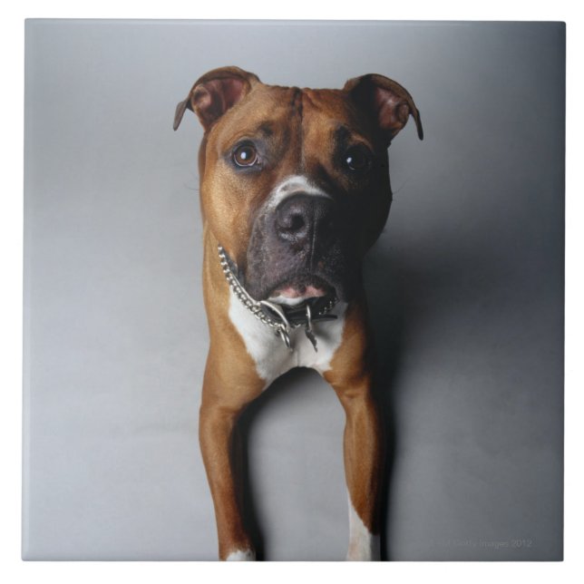 Carreau Pitbull Terrier se couchant (Devant)