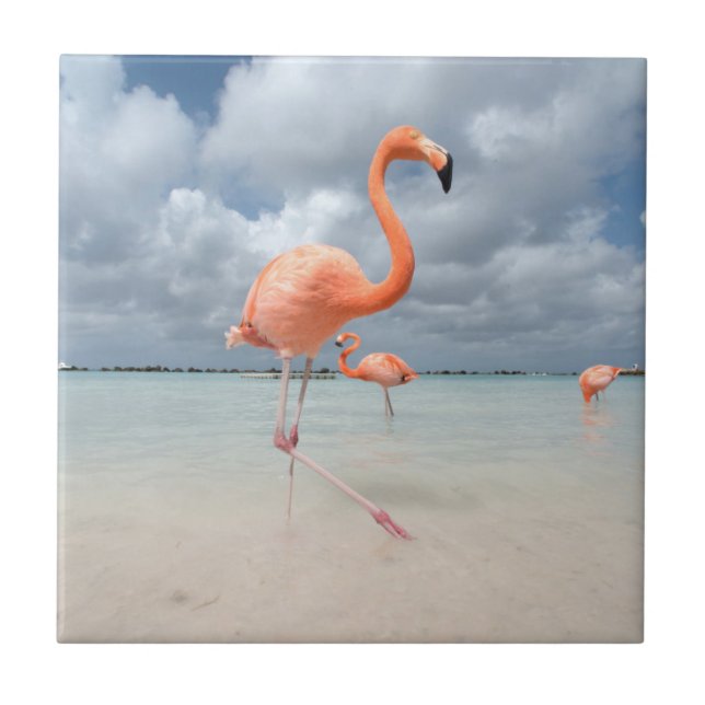 Carreau Plage Aruba de Flamants roses (Devant)