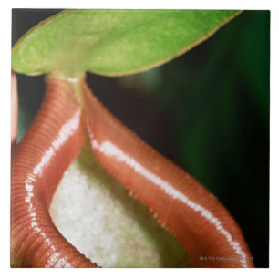 Carreau Plan rapproché de plante de broc