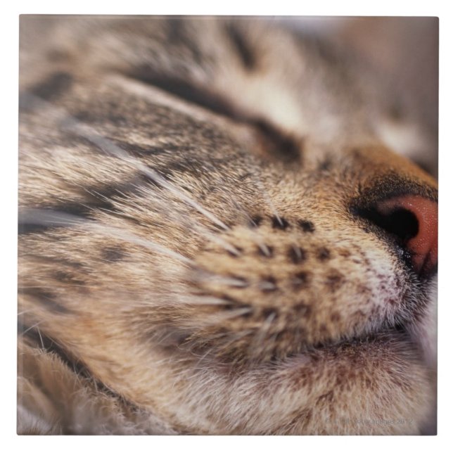 Carreau Plan rapproché des favoris et du museau de chat (Devant)