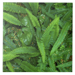Carreau Plancher forestier, forêt de Quinault, parc nation