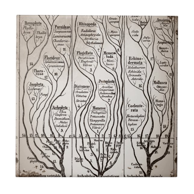 Carreau Plantae Protista Animalia (Devant)