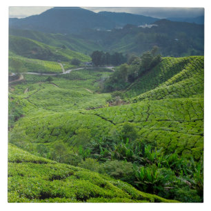 Carreau Plantation de thé de Cameron Highlands