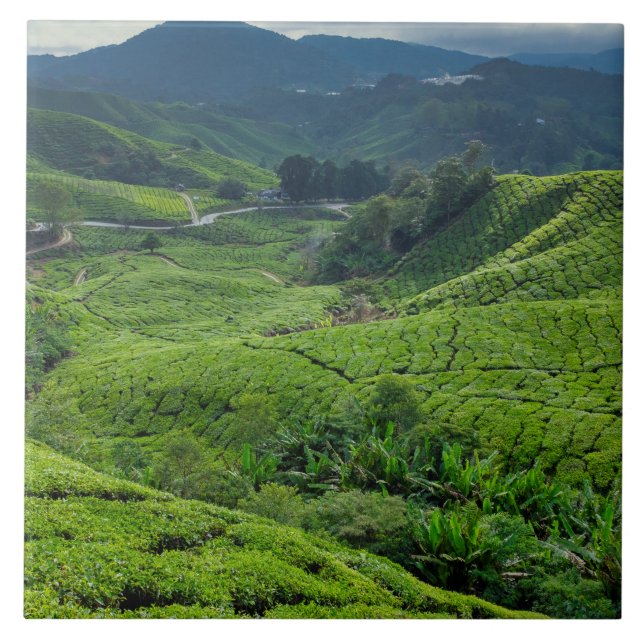 Carreau Plantation de thé de Cameron Highlands (Devant)