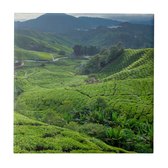 Carreau Plantation de thé de Cameron Highlands (Devant)