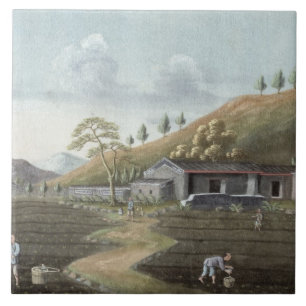 Carreau Plantation de thé (la semaine sur le papier)