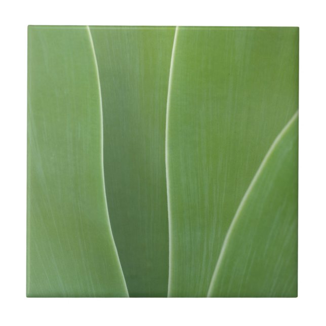 Carreau Plante d'Agave de près (Devant)