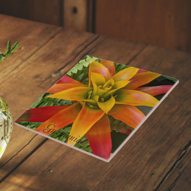 Carreau Plante de Broméliacée Guzmania Florale (In Situ)