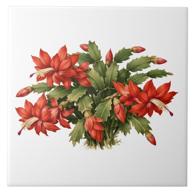 Carreau Plante de cactus de Noël rouge en fleurs  (Devant)