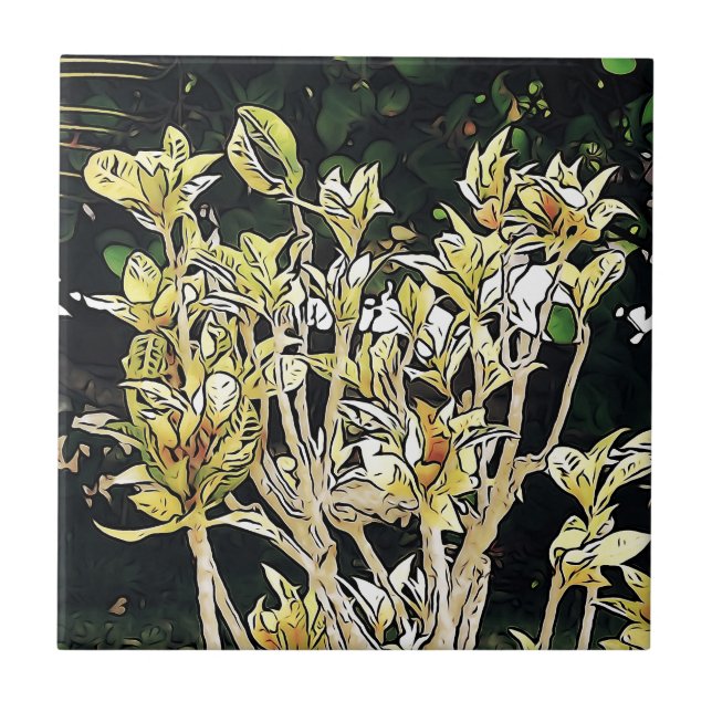 Carreau Plante de Cuba (Devant)