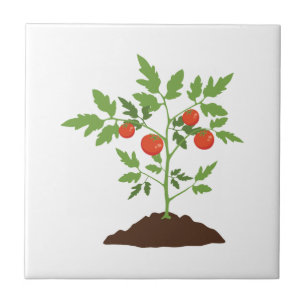 Carreau Plante de tomates