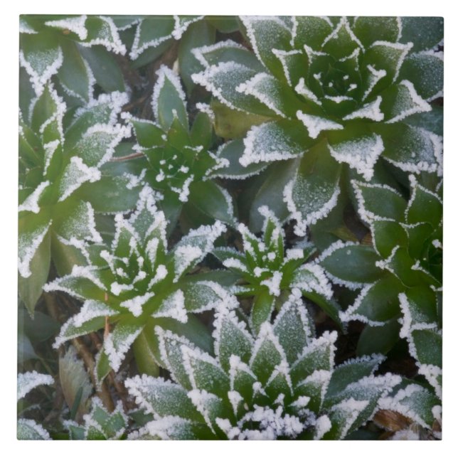 Carreau Plante grasse Hen & Chicks avec gelée au début (Devant)