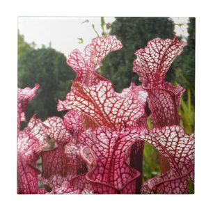 Carreau Plante Pink Pitcher