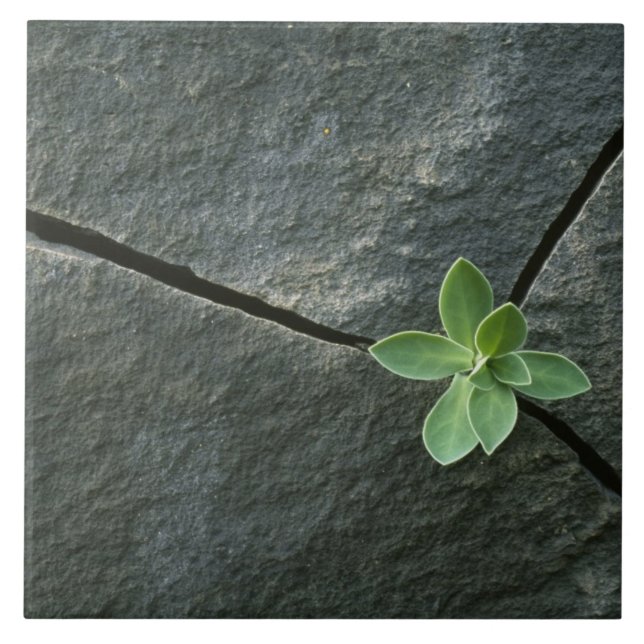 Carreau Plante s'élevant à Boulder criqué (Devant)
