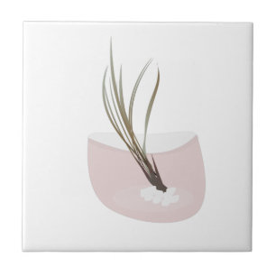 Carreau Plante Tillandsia Airplant Terrarium Rose Pâle