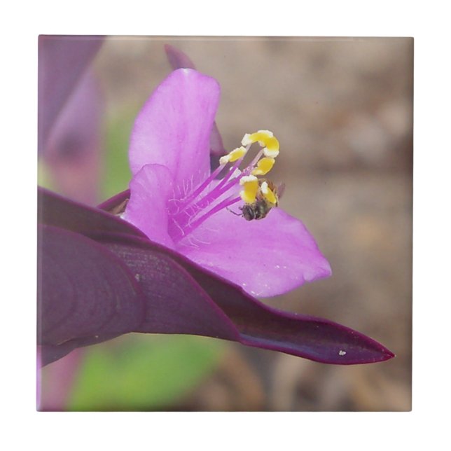 Carreau plante violet appelé "spiderwort" et une minuscule (Devant)