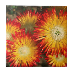 Carreau Plantes à glace (Lampranthus Aureus) en fleurs