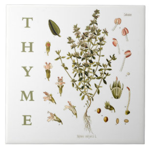 Carreau Plantes de jardin de cuisine vintage fleurs de thy