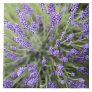 Carreau Plantes de lavande
