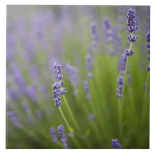 Carreau Plantes de lavande 2