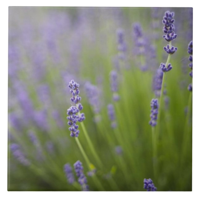 Carreau Plantes de lavande 2 (Devant)