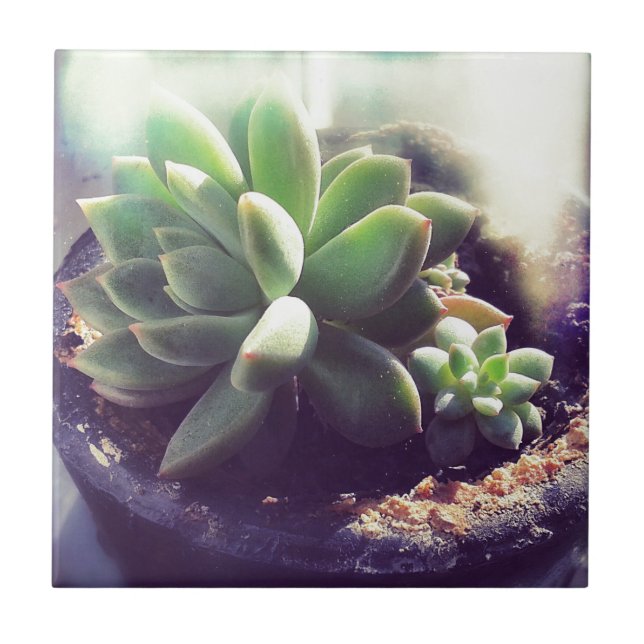 Carreau Plantes Hen et Chicks (Devant)