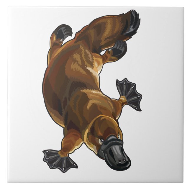 Carreau platype (Devant)