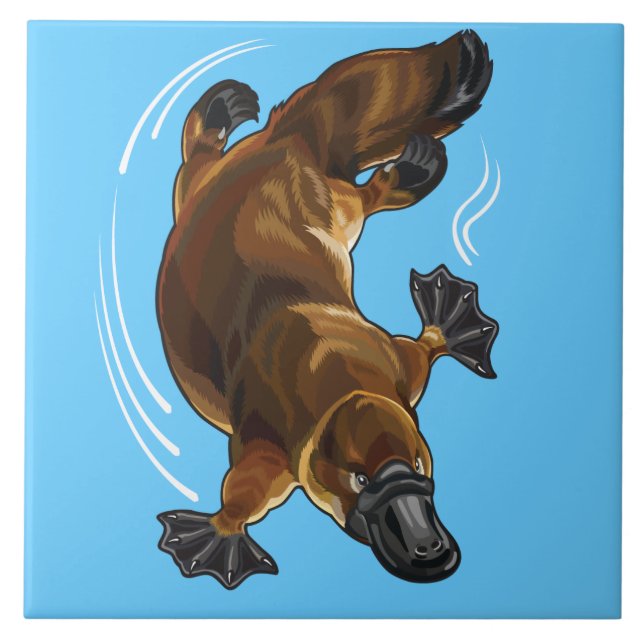 Carreau platypus (Devant)