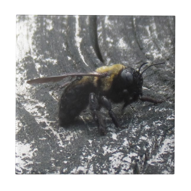 Carreau Pludrops (Devant)