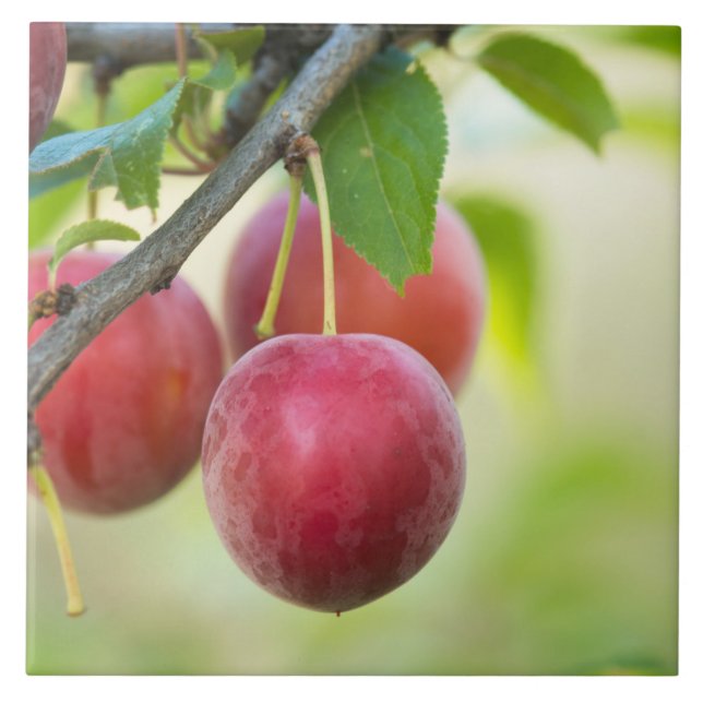 Carreau Plum cerise sur branche (Devant)