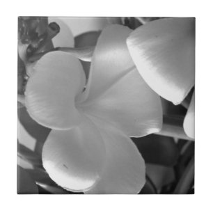 Carreau Plumeria hawaïenne : des fleurs en noir et blanc