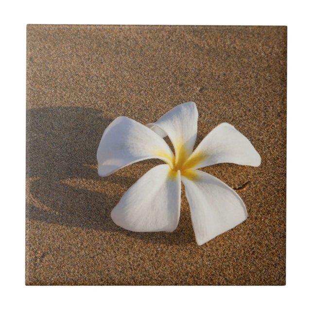 Carreau Plumeria sur la plage de sable, Maui, Hawaii, État (Devant)