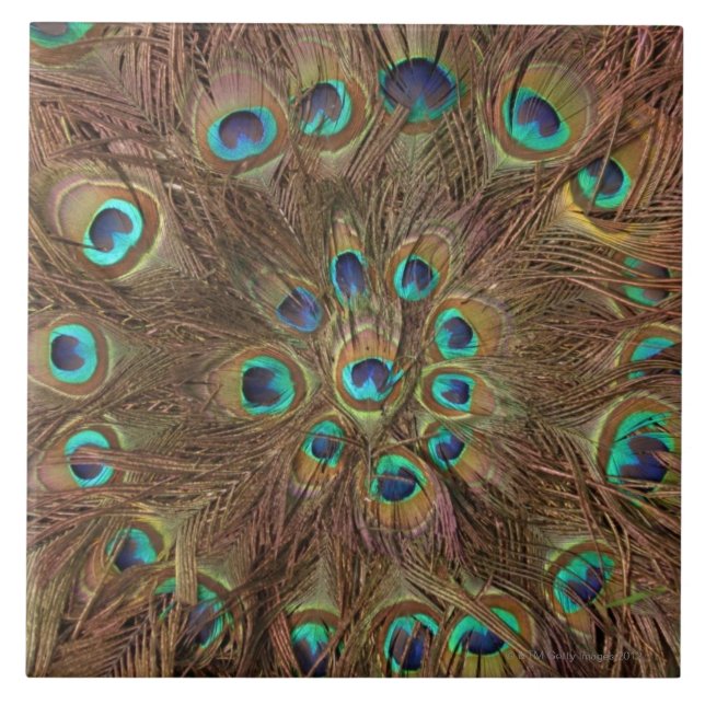 Carreau Plumes de paon (Devant)