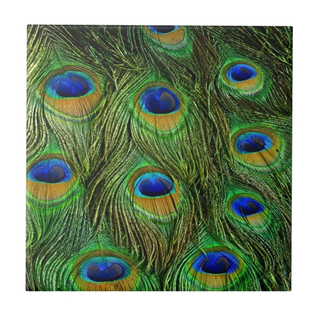 Carreau Plumes de paon magnifiques (Devant)