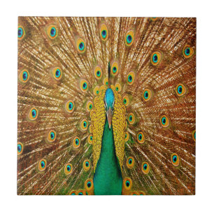 Carreau Plumes d'oiseaux de paon