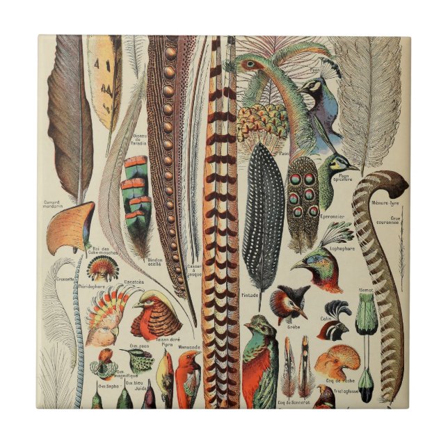 Carreau Plumes d'oiseaux sauvages Antique (Devant)