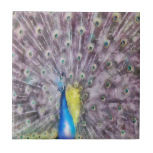 Carreau Plumes fines Peacock Mating Plumage