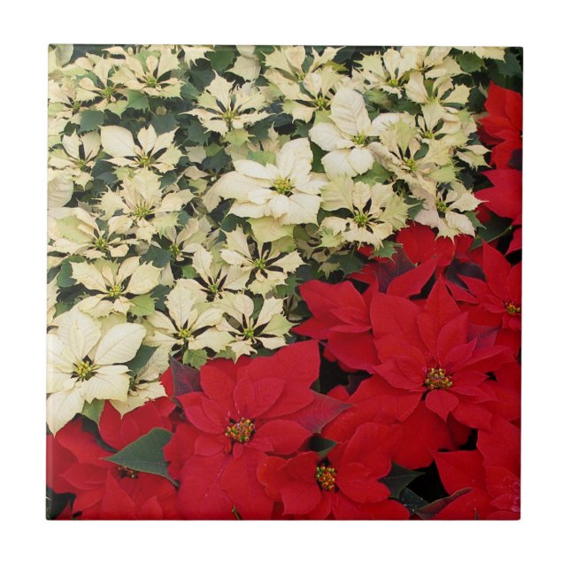 Carreau Poinsettias blanches et rouges I Holiday Floral (Devant)