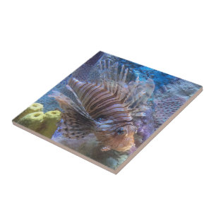 Carreau Poisson