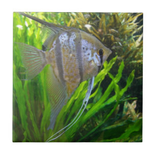 Carreau Poisson Angel