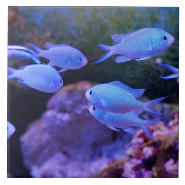 Carreau Poisson bleu tropical (Devant)