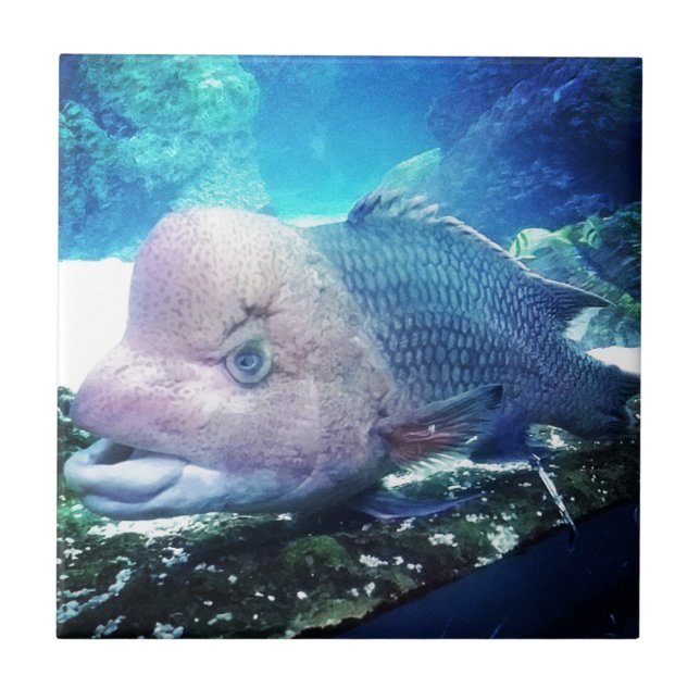 Carreau Poisson Cichlid Flowerhorn (Devant)