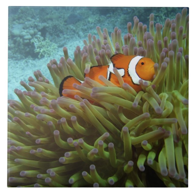 Carreau Poisson clown ( Amphiprion ocellaris ) (Devant)